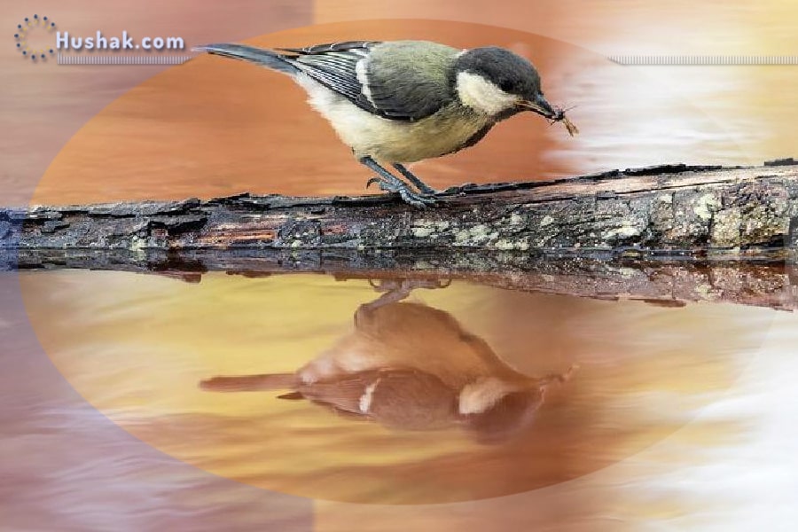 Երազահան. Թռչուններ