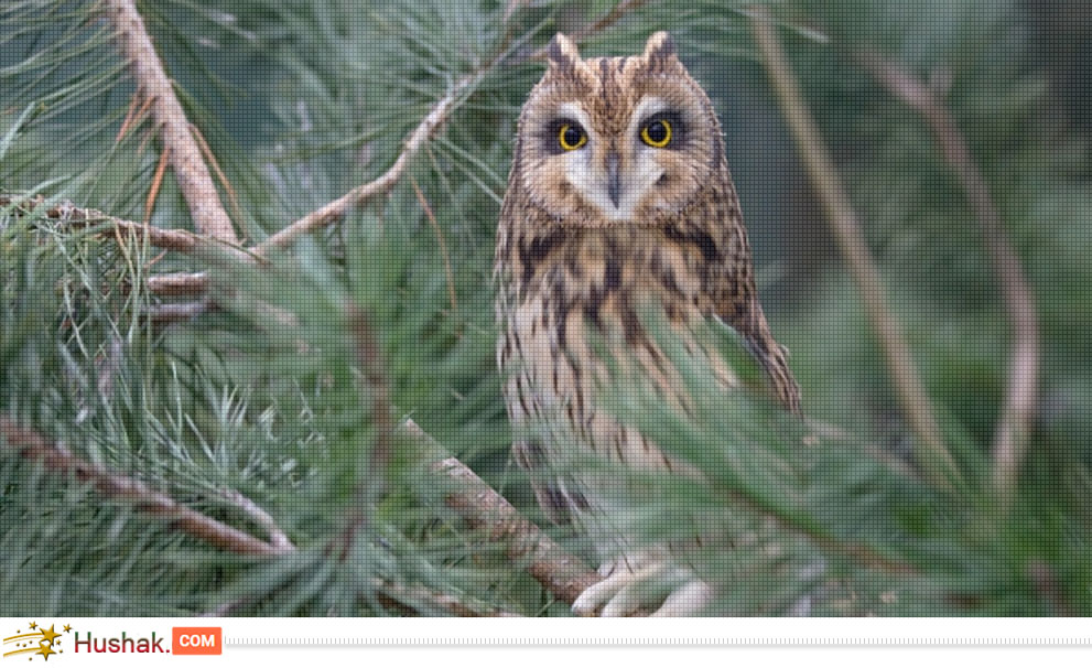 Երազահան. Բու