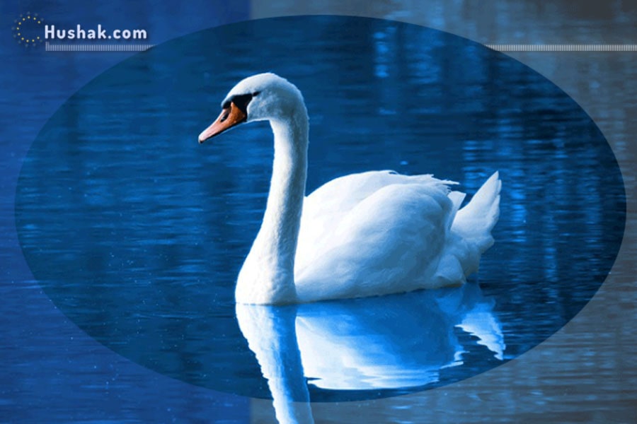 Երազահան. Կարապ