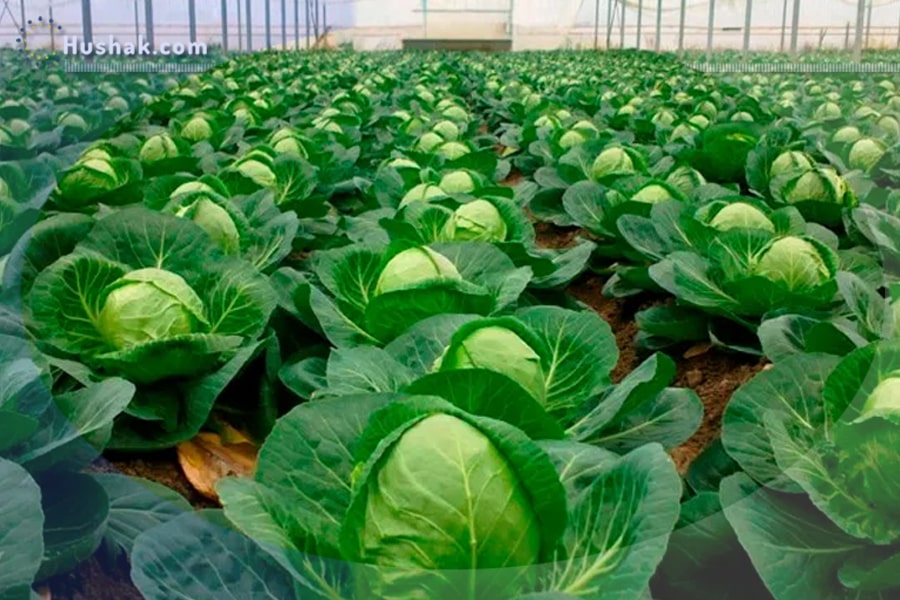 Երազահան. Կաղամբ