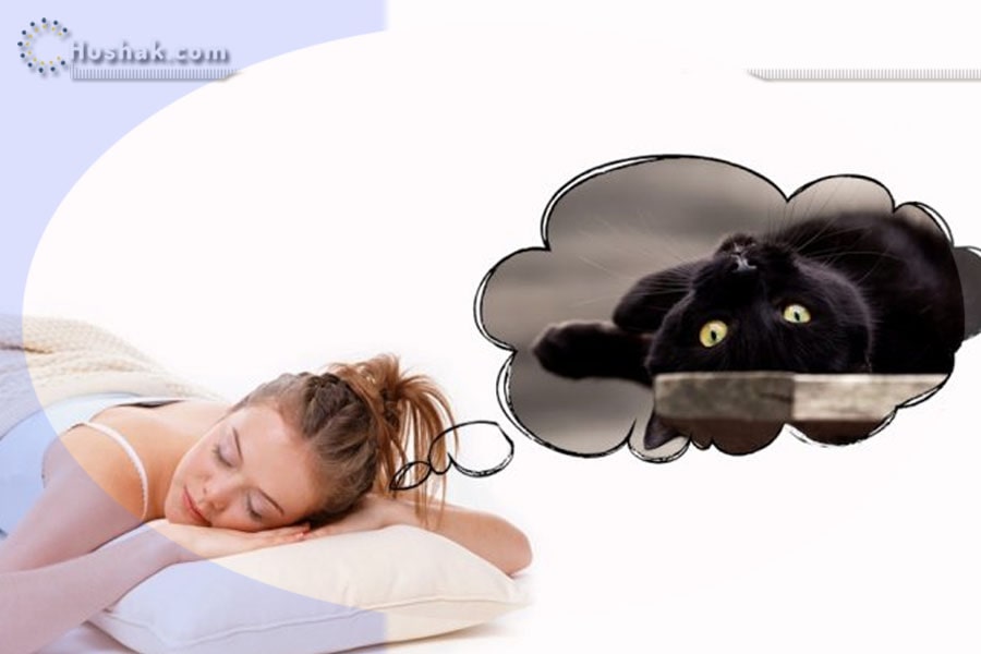 Երազահան. Կատու