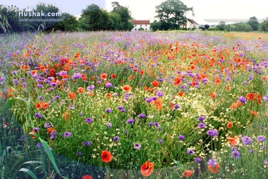 Երազահան. Ծաղիկներ