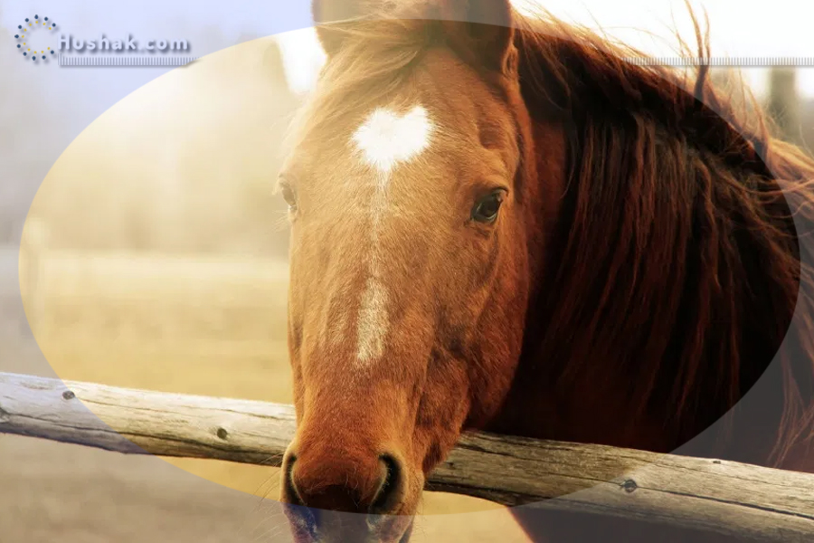 Երազահան. Ձի