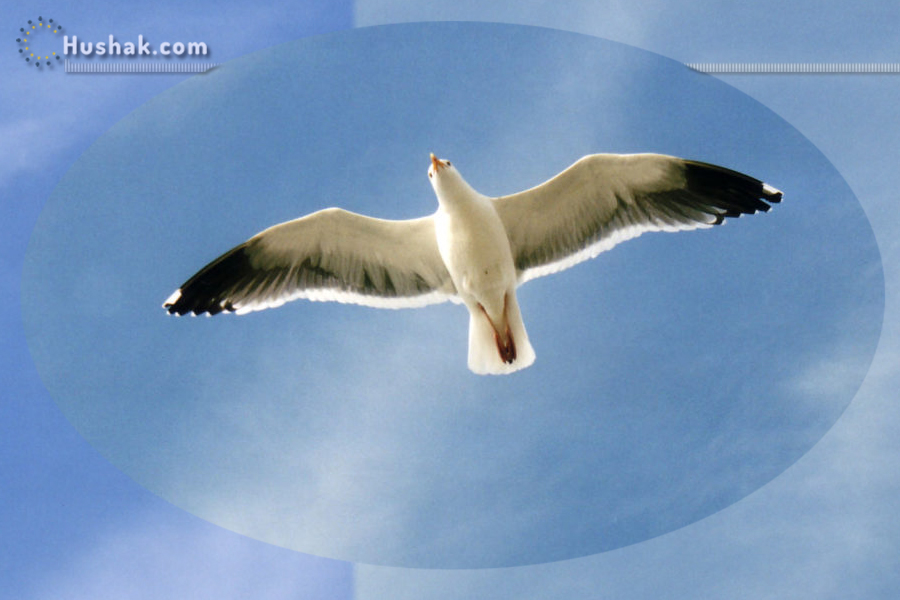 Երազահան, Ճայ