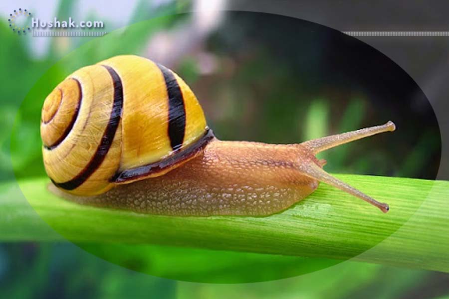 Երազահան. Խխունջներ