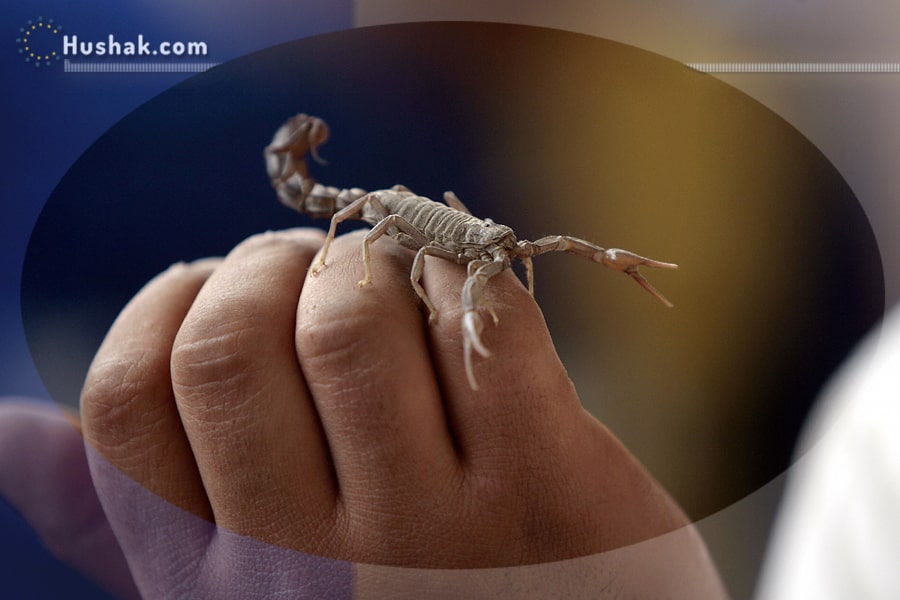 Երազահան. Կարիճ