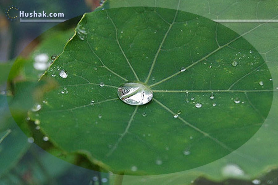 Երազահան. Կաթիլ