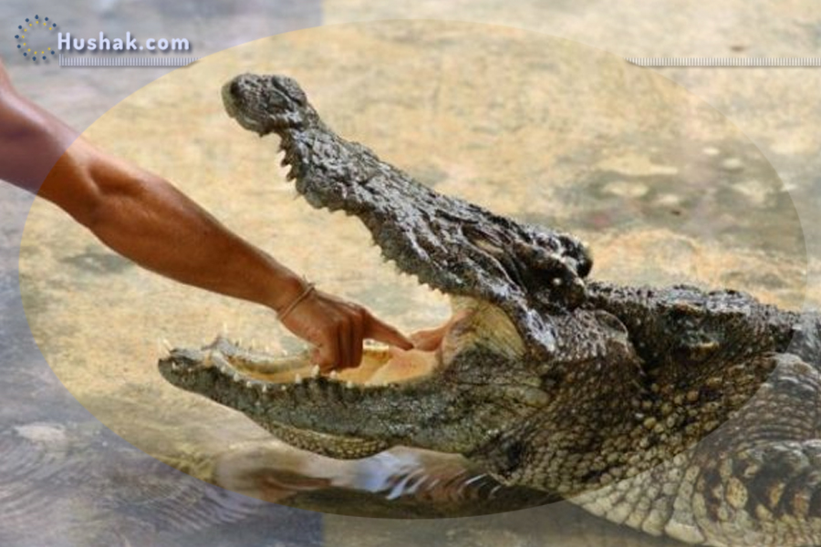 Երազահան. Կոկորդիլոս