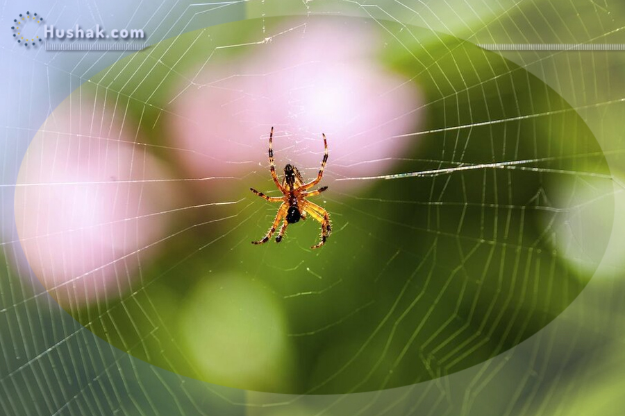 Երազահան. Սարդ