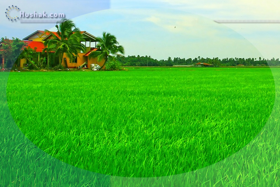 Երազահան. Մարգագետին