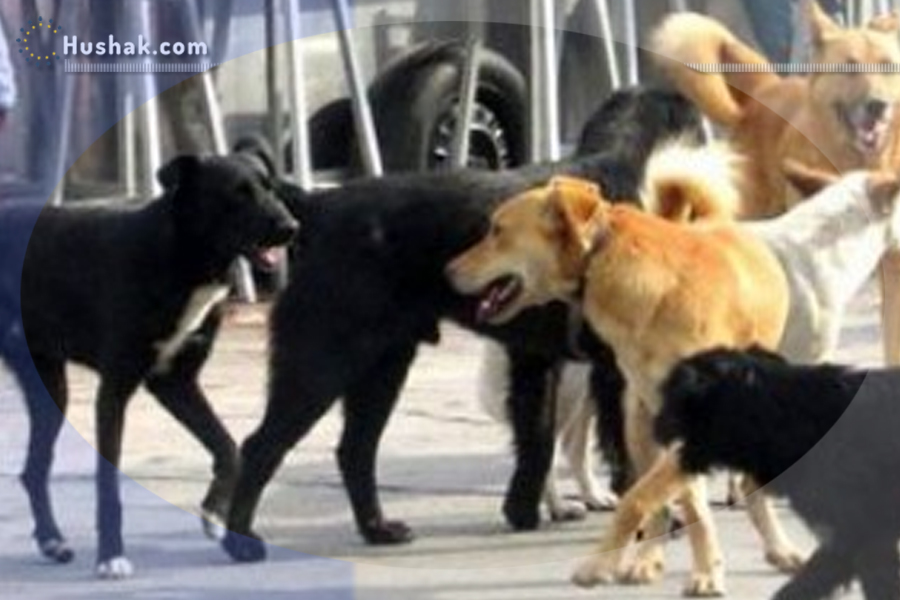 Երազահան. Շուն